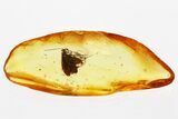 Detailed Fossil Caddisfly (Trichoptera) In Baltic Amber #349452-1